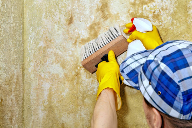 Best Emergency Mold Remediation  in Grandy, NC