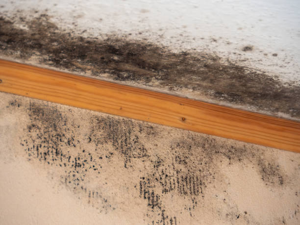 Reliable Grandy, NC Mold Removal Solutions